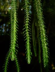 Phlegmariurus varius. Strobili with lax, spreading sporophylls.
 Image: L.R. Perrie © Leon Perrie CC BY-NC 4.0